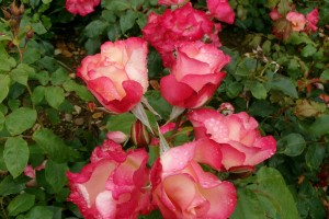 BIRTHDAY GIRL (floribunda)